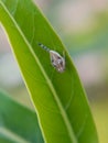 close up of hairy leafhopper troll perched on a leaf Royalty Free Stock Photo