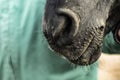 Detail of a black horse nose Royalty Free Stock Photo