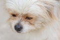 Close-up of hairy Pekingese puppy dog Royalty Free Stock Photo