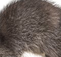 Close-up on a the hairy Raccoon, brown fur, beautiful natural texture Royalty Free Stock Photo