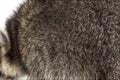 Close-up on a the hairy Raccoon, brown fur, beautiful natural texture