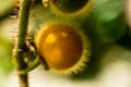 Close up of an hairy Yellow Solanum Ferox berry, eggplant Royalty Free Stock Photo