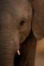 Close-up of half baby African elephant face