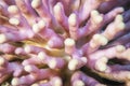 Close up of half bleached coral on a coral reef