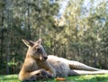 Close up half body big kangaroo lies down, Royalty Free Stock Photo