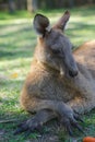 close up half body big kangaroo lies down, Royalty Free Stock Photo