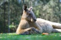 Close up half body big kangaroo lies down, have a rest on green Royalty Free Stock Photo