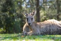 Close up half body big kangaroo lies down, have a rest on green Royalty Free Stock Photo