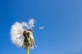 Close-up half broken dandelion with flying seeds, covered with droplets of dew on blue sky background. Royalty Free Stock Photo