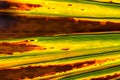 Close up of half dead palm tree leaf texture/tropical natural ba Royalty Free Stock Photo