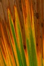 Close up of half dead palm tree leaf texture/tropical natural ba Royalty Free Stock Photo