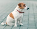 Close-up half-face portrait of cute small dog jack russel terrier sitting outside on gray paving slab at summer day. Profile of ad