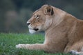 Close up half length portrait of a lioness Royalty Free Stock Photo
