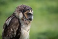 Brown wood owl profile Royalty Free Stock Photo