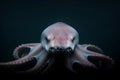 Of a half-octopus half-shark in dark water, showcasing its tentacles and head Royalty Free Stock Photo
