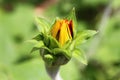 Half-opened budding yellow flower, soft blurry background Royalty Free Stock Photo