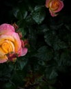 Close-up of half orange and pink rose with rain drops over blurred dark green leaves Royalty Free Stock Photo
