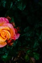 Close-up of half orange and pink rose with rain drops over blurred dark green leaves Royalty Free Stock Photo