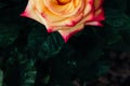 Close-up of half orange and pink rose with rain drops over blurred dark green leaves Royalty Free Stock Photo