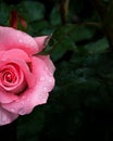 Close-up of half pink rose with rain drops over blurred dark green leaves Royalty Free Stock Photo