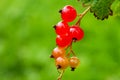 Close-up of half ripe redcurrant berries Royalty Free Stock Photo