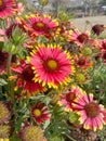 Close up of Red Indian Blanket flower.Flowers in flying Honey bee.Sitting on Indian Blanket Honey bees.Honey Bees on Flower. Royalty Free Stock Photo