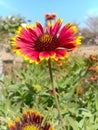 Close up of Red Indian Blanket flower.Flowers in flying Honey bee.Sitting on Indian Blanket Honey bees.Honey Bees on Flower. Royalty Free Stock Photo