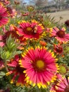 Close up of Red Indian Blanket flower.Flowers in flying Honey bee.Sitting on Indian Blanket Honey bees.Honey Bees on Flower. Royalty Free Stock Photo