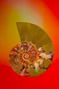 Close up of a half sliced ammonite fossil stone against colorful background Royalty Free Stock Photo