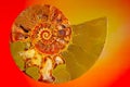 Close up of a half sliced ammonite fossil stone against colorful background Royalty Free Stock Photo