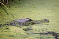 Close up of a half submerged Alligator gliding through thick green algae