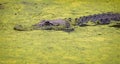 Close up of a half submerged Alligator gliding through thick green algae