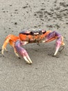 A close up with a halloween crab Royalty Free Stock Photo