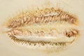 Close-up of halved ripe melon showing rows seeds. Cut melon texture