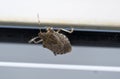 Close-up of Halyomorpha halys beetle