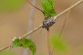 Halyomorpha halys