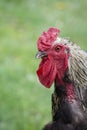 Close Up of Hamburg Rooster Facing Left