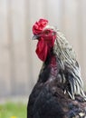 Close Up of Hamburg Rooster with Gray Background