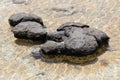 Close up Hamelin Pool Stromatolites Royalty Free Stock Photo