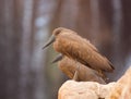 Close up on Hamerkop Scopus umbertta on the rock Royalty Free Stock Photo