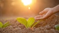 Hand of agriculturist touching leaf of tobacco tree in sunrise or sunset time. Growthing plant and take care concept