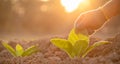 Hand of agriculturist touching leaf of tobacco tree in sunrise or sunset time. Growthing plant and take care concept Royalty Free Stock Photo