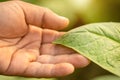 Hand of agriculturist touching leaf of tobacco tree in sunrise or sunset time. Growthing plant and take care concept