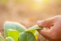 Hand of agriculturist touching leaf of tobacco tree in sunrise or sunset time. Growthing plant and take care concept Royalty Free Stock Photo