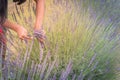 Asian hand harvesting full blossom flower at lavender field