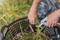 Close up hand of asian man holdling scissors for make fertilizer compost, Selective focus Royalty Free Stock Photo