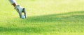 Close up hand asian sporty woman putting golf ball on tee with club in golf course on evening on time for healthy spor Royalty Free Stock Photo