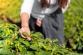 Close up hand of asian women picked organic green tea leave at green tea plantation, copy space