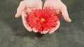 Close Up hand with a beautiful blossoming flower. Close up.