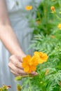 Close up of the hand of a beautiful woman touching the yellow flowers in the garden Royalty Free Stock Photo